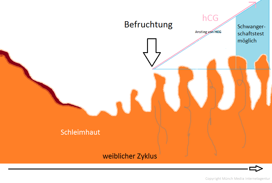 Ab wann Schwangerschaftstest machen?